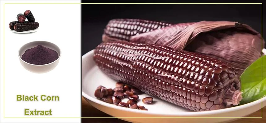 Purple Corn Extract