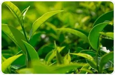 Green tea raw materials map