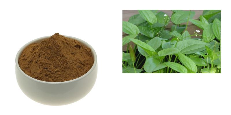 Alisma Extract Powder1 Alisma Extract Powder1