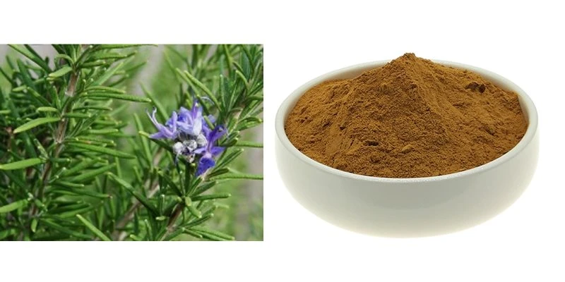 Carnosic acid powder Introduction