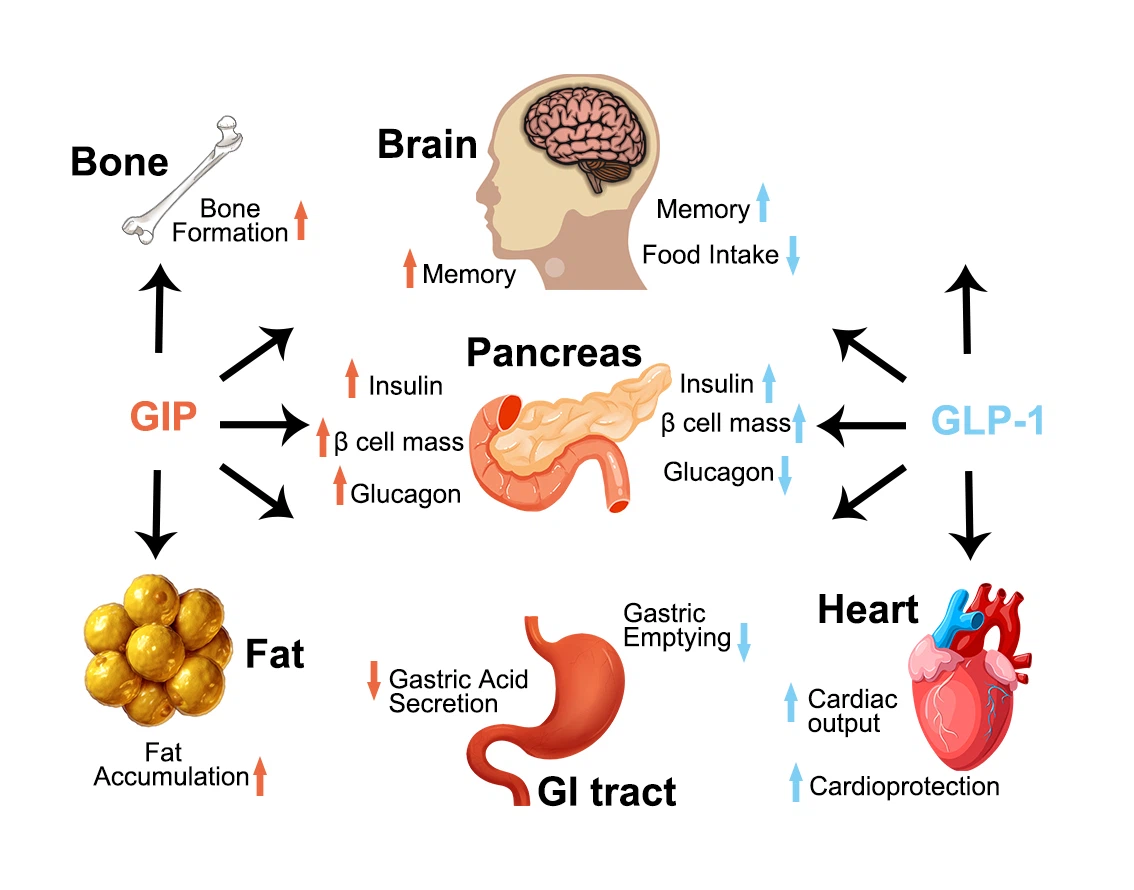 Structure of the dual receptor agonist tilpotide.jpg
